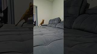 Ligada no 220 🤣 dog pinscher cachorro pinscherzinho youtubeshorts minipinscher shortvideo [upl. by Ulita]