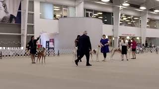 Ibizan Hound Club of the United States Live Stream  Juniors [upl. by Oeflein]