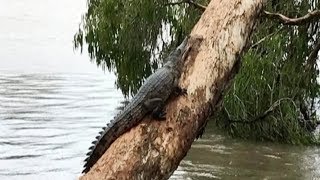 Australia Floods Crocodiles spotted up trees and on streets [upl. by Horacio889]