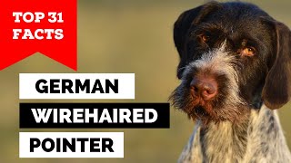 99 of German Wirehaired Pointer Owners Dont Know This [upl. by Naerda402]