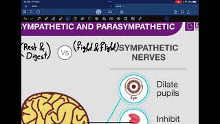 General information about sympathetic and parasympathetic nervous systems [upl. by Neirb]