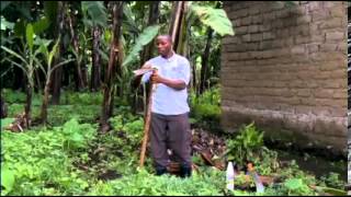 Symptoms and control of banana xanthomonas wilt disease BXW [upl. by Narra]