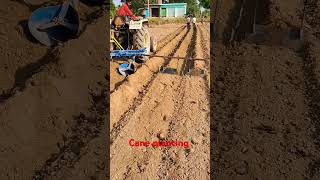 Cane planting farminglifeinanotherworld sugarcane shortvideo [upl. by Aenert]