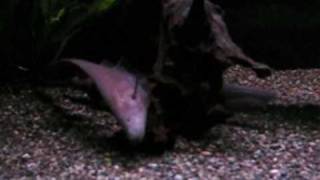 A close encounter with Parapteronotus hasemani aka Dragon knifefish [upl. by Nagah]