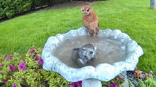 Screech Owl Couple SkinnyDipping in Our Birdbath [upl. by Atnauq]