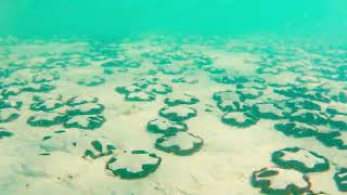 What happens to overcaffeinated sand dollars Encope grandis in the Sea of Cortez [upl. by Swainson]