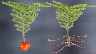 Grow Christmas Tree from Single Leaves Using Tomato  How To Grow Christmas Tree At Home [upl. by Jones234]