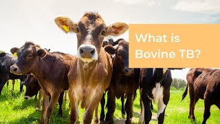 What is Bovine TB [upl. by Thedrick]