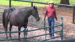 Teach Your Horse to Spin at Liberty with Pat Parelli [upl. by Lanevuj]