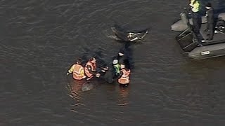 From The Sky News Vault Whale In The Thames [upl. by Goldin]