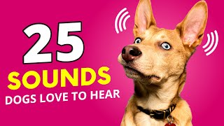 25 Sounds That Dogs Love To Hear The Most [upl. by Orbadiah]