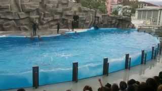 Delfinarium w Batumi  Gruzja [upl. by Sladen]