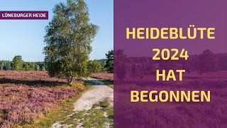 Start der Heideblüte 2024 in der Lüneburger Heide [upl. by Aremat]