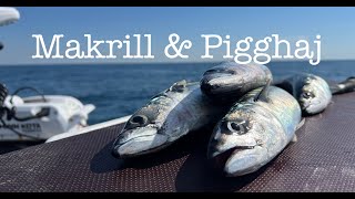 Makrill amp Pigghaj på Västkusten [upl. by Onimod114]