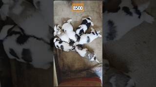 Shitzu pups available 9177887738 location chittoor a P puppy dogbreed pets shihtzu [upl. by Lait520]