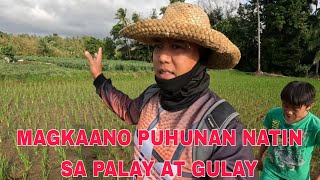 Magkaano nga ba puhunan natin sa Gulay at palaySa mga nagtatanong po at ma inspired [upl. by Patterson]