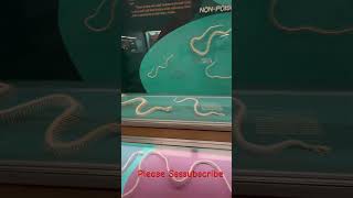 Snake Skeletons Amaze serpents snakevideo snakebite reptilelover reptilelife serpientes [upl. by Aidile106]