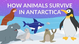 How do Animals Survive in Antarctica  Animal Life in Antarctica  Video for Kids [upl. by Aciretahs]