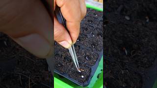 Container garden Growing vegetables from seeds to transplant shorts vegetables v87garden [upl. by Brandea571]