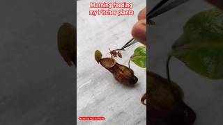 Feeding my Nepenthes pitcher plant in the morning🌞 nepenthes carnivorousplant pitcherplants [upl. by Odracir]