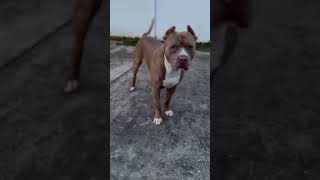 Brixton 👿 pitbull youtubeshorts [upl. by Iahs]