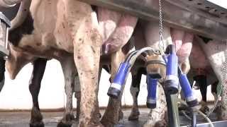 The Complete Milking Routine The 7 Habits of Highly Successful Milking Routines [upl. by Geri]