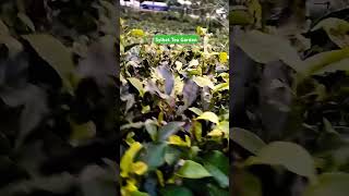 Sylhet tea garden in the evening beautyofnature viralvideo [upl. by Dania]