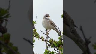 LE CHANT DE LA FAUVETTE GRISETTE  COMMON WHITETHROAT SINGING [upl. by Annyrb]