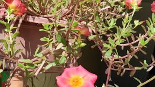 Purslane n Portulaca flowering in my garden 🌺😊 [upl. by Nedrud]