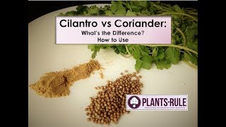 Cilantro vs Coriander Whats the Diffference from PlantsRule [upl. by Close]