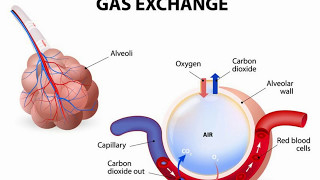 Difference Between Alveoli and Alveolus [upl. by Inahpets]