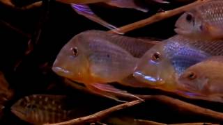 Geophagus altifrons [upl. by Lette]