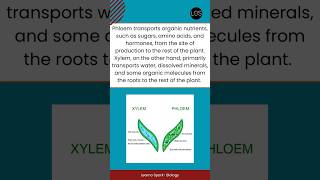 Difference Between Phloem and Xylem Tissue Class 10 Biology  Life Processes [upl. by Walter]