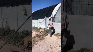 Buddy  how to enter kennel and manage a mouthyjumpy dog [upl. by Toffey]