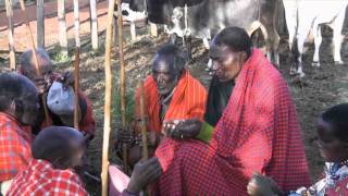 Maasai Traditional Rainmaking Ceremony [upl. by Pyle]