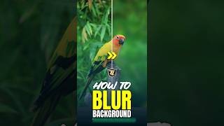 Transform Your Photos Blur Backgrounds Using Photoshop [upl. by Leach]