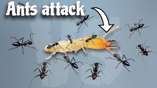 black ants attack a termite [upl. by Aivartal]