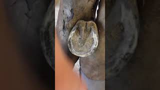 Mastering the Art of Horseshoe Hoof Filing Essential Tips and Techniques [upl. by Aneba]