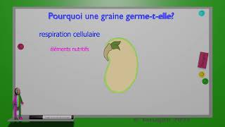 Germination des graines 062021 [upl. by Drue]