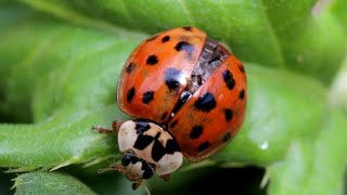 Life Cycle of a Ladybug [upl. by Mildred]