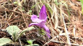 Roscoea flowering in Bhutan [upl. by Nosnhoj497]