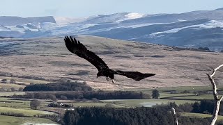 White Tailed Eagle In North Wales [upl. by Daley665]