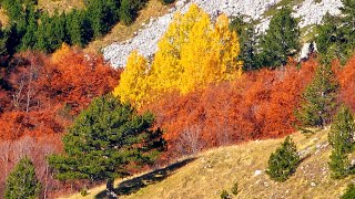 Foto album sa motivima jeseni‼️ Boje jeseni kroz objektiv‼️ [upl. by Atinuaj]