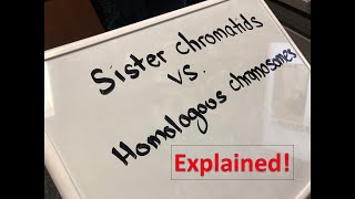 Homologous Chromosomes vs Sister Chromatids Explained [upl. by Ddat]