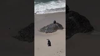 Meet the Penguins of Boulders Beach South Africa [upl. by Kauslick]