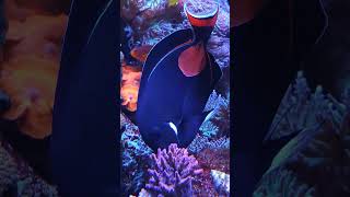 Achilles Tang Acanthurus achilles working on the reef secretcoralsociety marineaquarium [upl. by Brodie391]