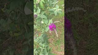 My Buddleia aka Butterly bush Gorgeous Gorgeous plant worth having 🥰 australia garden purple [upl. by Rhynd653]