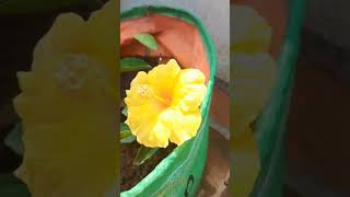 Moms Terrace Garden home love nature trending song special shorts viralvideo new video [upl. by Snider]