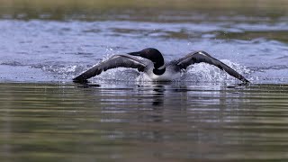 Plongeon Huard  Common Loon [upl. by Aicilf328]