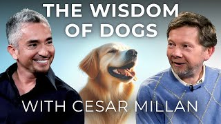 Dog Training and Calm Assertiveness  Eckhart Tolle in Conversation with Dog Whisperer Cesar Millan [upl. by Abshier]